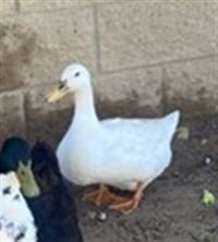 DELLA DUCK - Photo 1