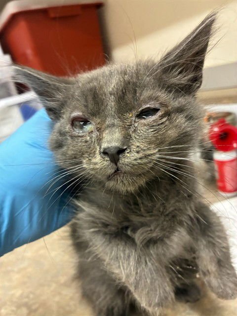 NIMBUS - Domestic Short Hair available for adoption