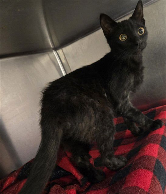 TRINITY - Domestic Short Hair available for adoption