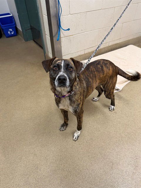 AMIEE - Pointer available for adoption