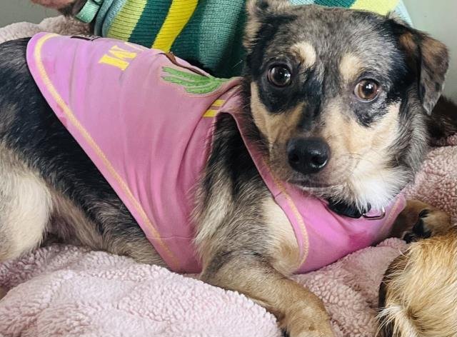 BROWNIE - Chihuahua available for adoption