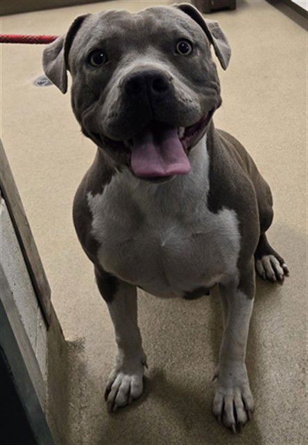 SALLY - Pit Bull Terrier available for adoption