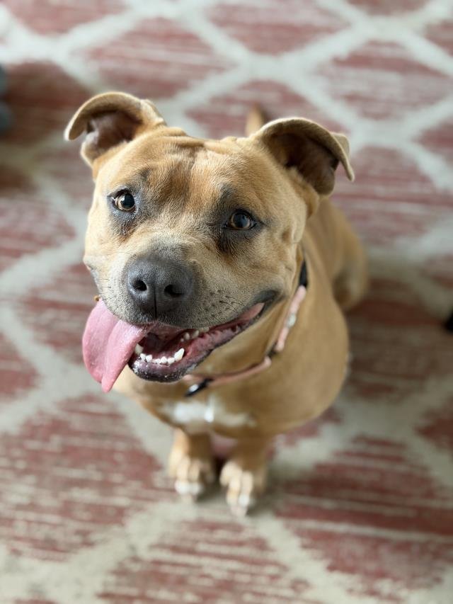 RUTHIE - Pit Bull Terrier available for adoption