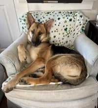 SOPHIE - Photo 1