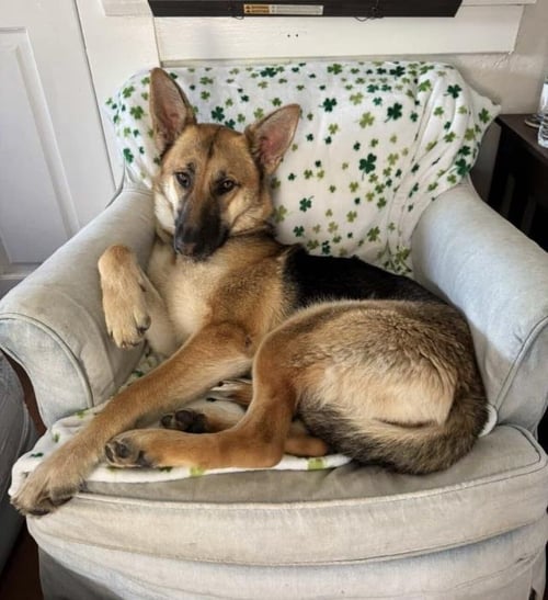 SOPHIE - German Shepherd Dog available for adoption