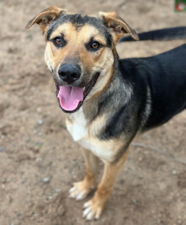 RANDY - German Shepherd Dog available for adoption