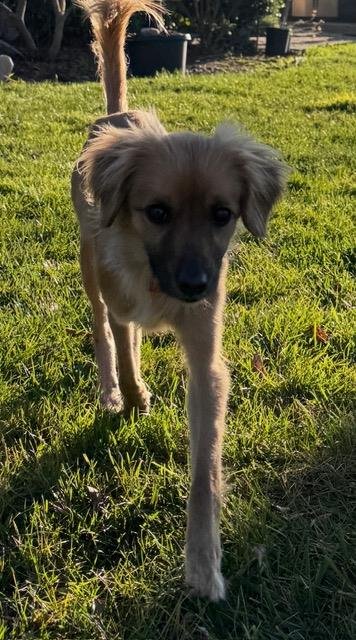 CANELA - Chihuahua / Cocker Spaniel available for adoption