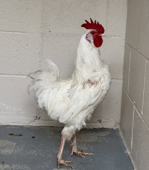WALLACE - Chicken available for adoption