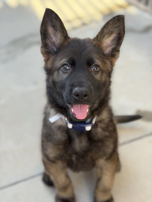 BOBBY - Belgian Shepherd Malinois available for adoption