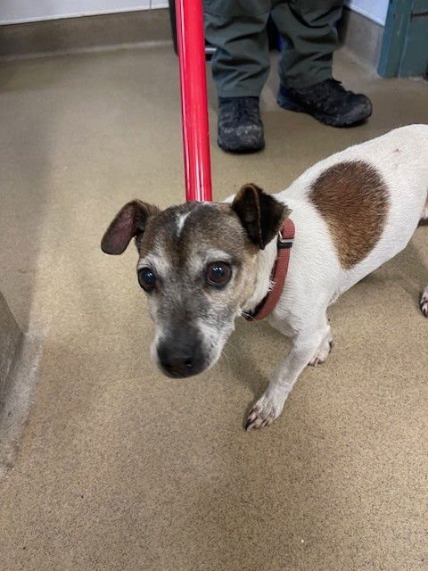 SCOOBY - Jack Russell Terrier (Parson Russell Terrier) available for adoption