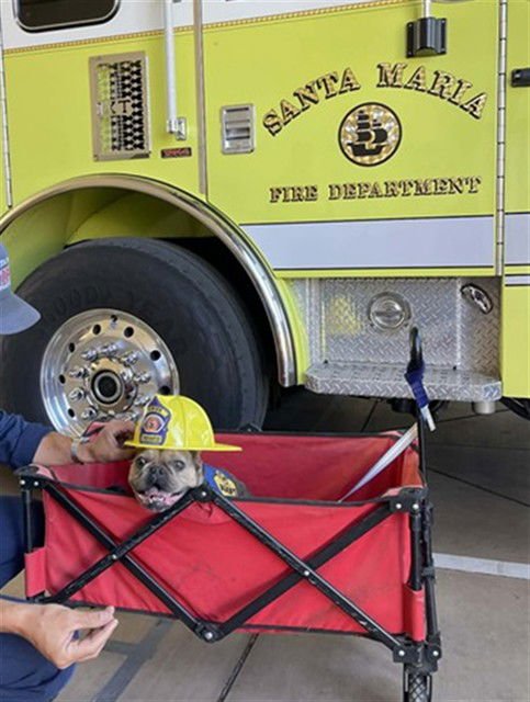 FONZI - French Bulldog available for adoption