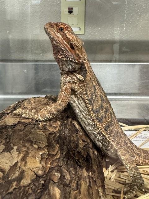 STORM-FLY - Lizard available for adoption