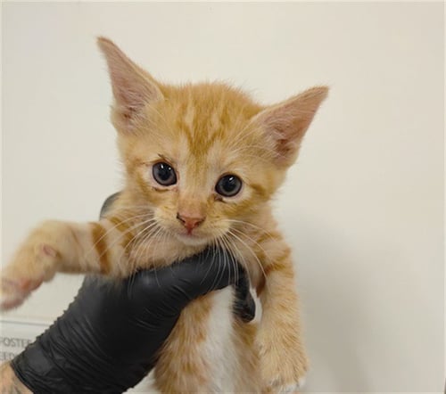 PEACHES - Domestic Short Hair available for adoption