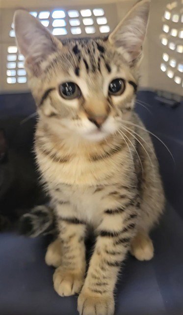 JUDY - Domestic Short Hair available for adoption
