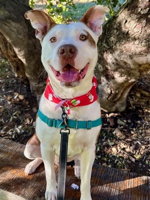 PUMBA - Pit Bull Terrier available for adoption