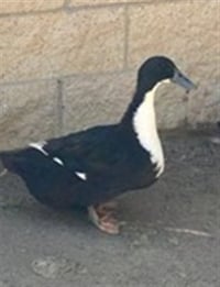 CARDI BEAK - Photo 1