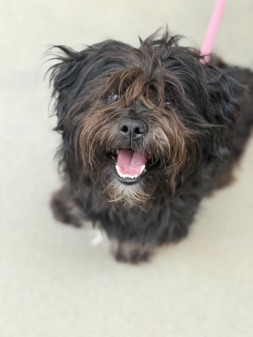 FREEDOM - Shih Tzu available for adoption
