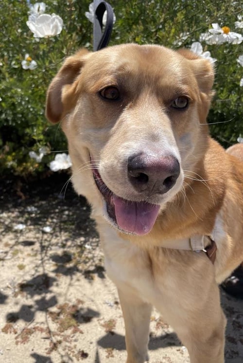 BOMBON - Labrador Retriever / German Shepherd Dog available for adoption