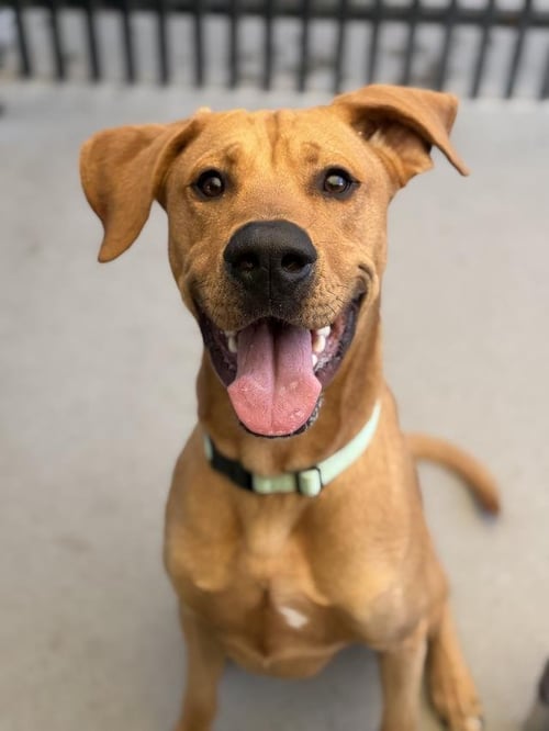 AJ - Rhodesian Ridgeback available for adoption