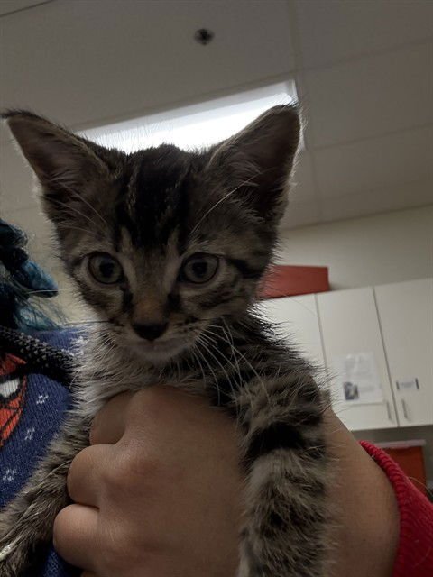 MORGAN WALLEN - Domestic Short Hair available for adoption