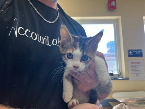 HYUNA - Domestic Short Hair available for adoption