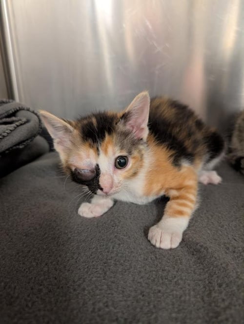 PEACHES - Domestic Short Hair available for adoption