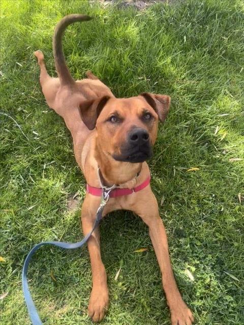 CLIFFORD - Rhodesian Ridgeback available for adoption