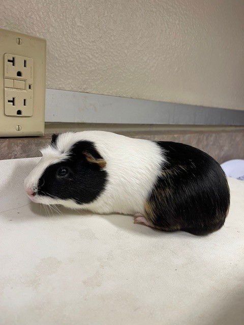 DUKE - Guinea Pig available for adoption