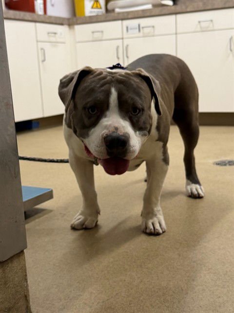 CHARLIE - Pit Bull Terrier available for adoption