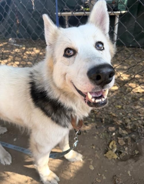 NIBLA - Siberian Husky available for adoption