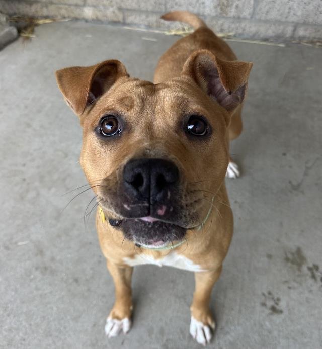 JASMINE - Pit Bull Terrier available for adoption