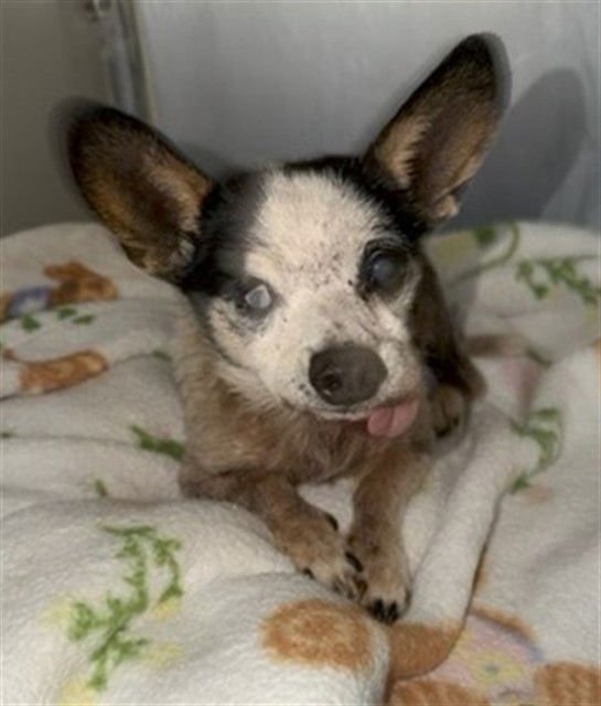 POCO - Chihuahua available for adoption