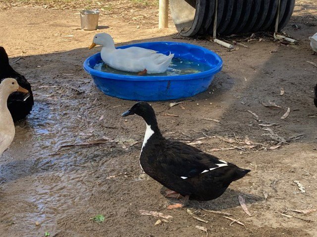 GOSALYN MALLARD Image