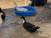 GOSALYN MALLARD - Photo 1