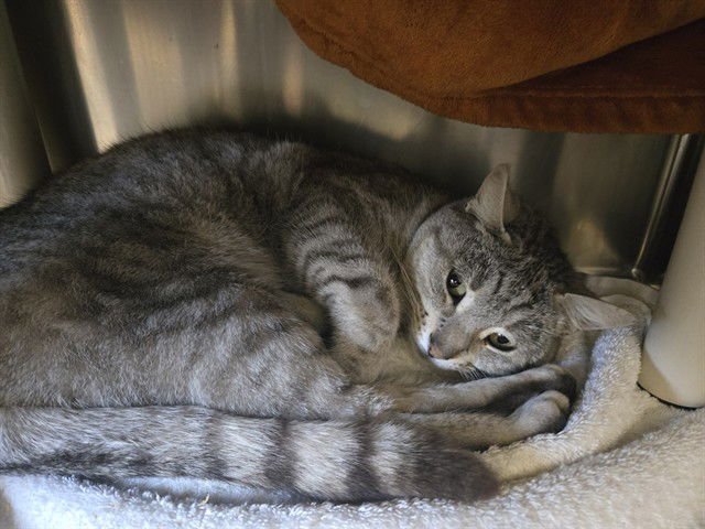 NALA - Domestic Short Hair available for adoption