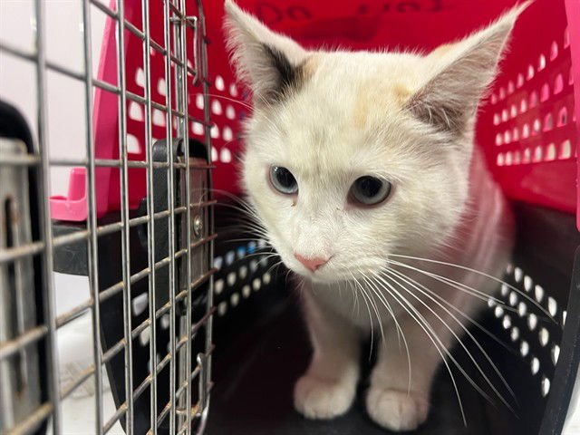 WISTERIA - Domestic Short Hair available for adoption