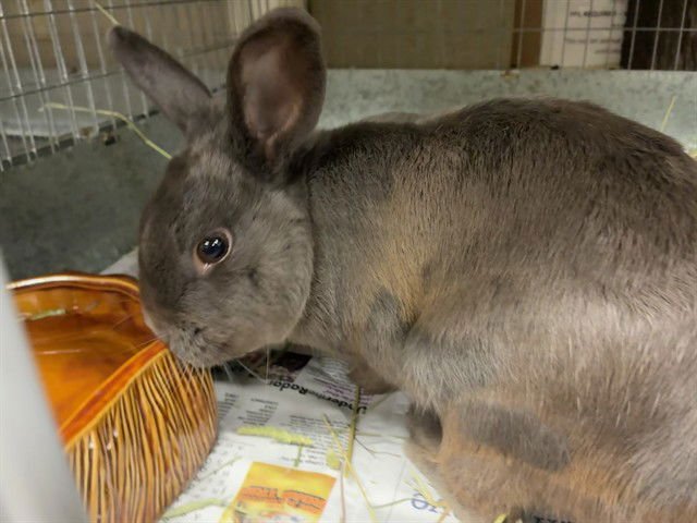 RAINY - Shorthaired Rabbit available for adoption