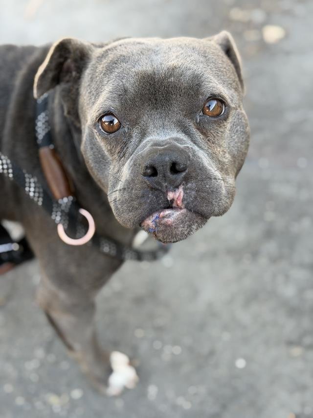 THE BRIDE - Pit Bull Terrier available for adoption