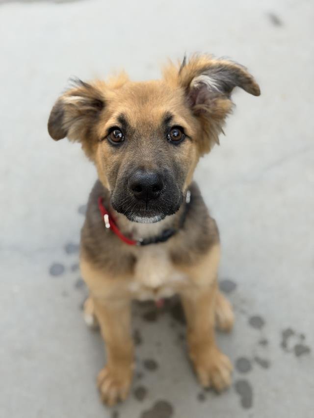 FRANKLIN - German Shepherd Dog available for adoption