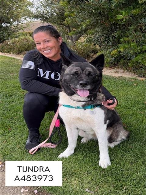 TUNDRA - Akita available for adoption