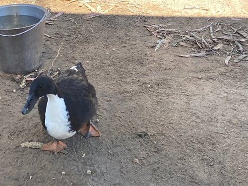 WEBBY VANDERQUACK - Duck available for adoption