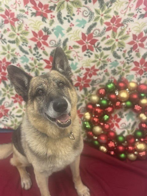 BRINX - German Shepherd Dog available for adoption