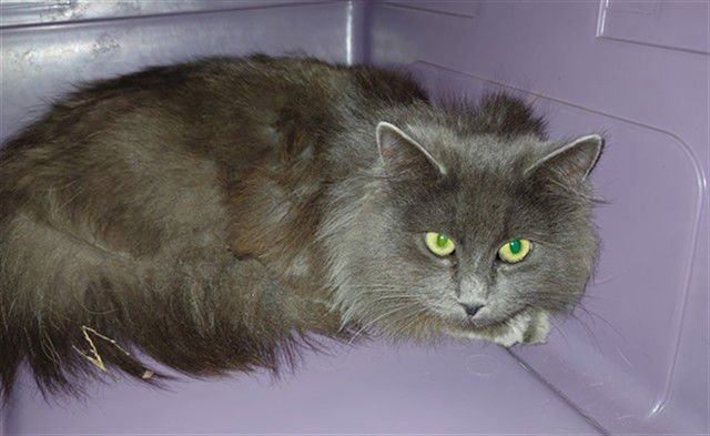 TASHA - Domestic Long Hair available for adoption