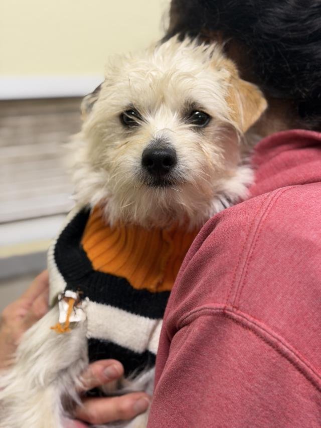 ARCHIE - Maltese available for adoption