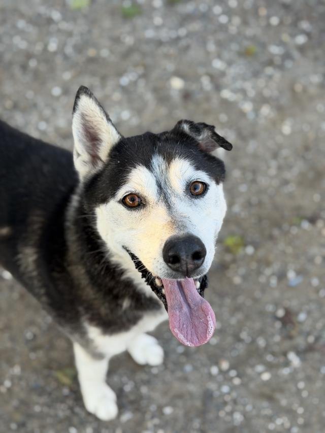 LEIA - Siberian Husky available for adoption