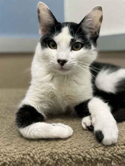 TIMMY - Domestic Short Hair available for adoption