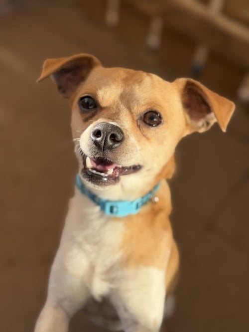 DRAKE - Chihuahua available for adoption