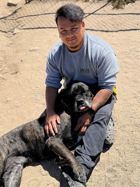 VALENTINA - Bullmastiff available for adoption