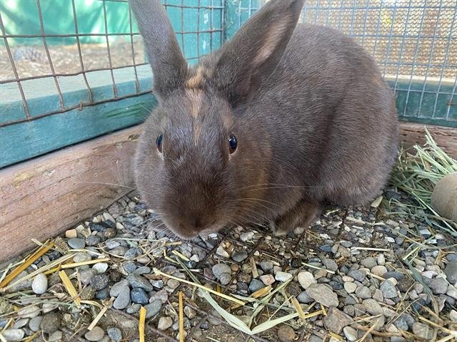 HERSHEY - Shorthaired Rabbit available for adoption