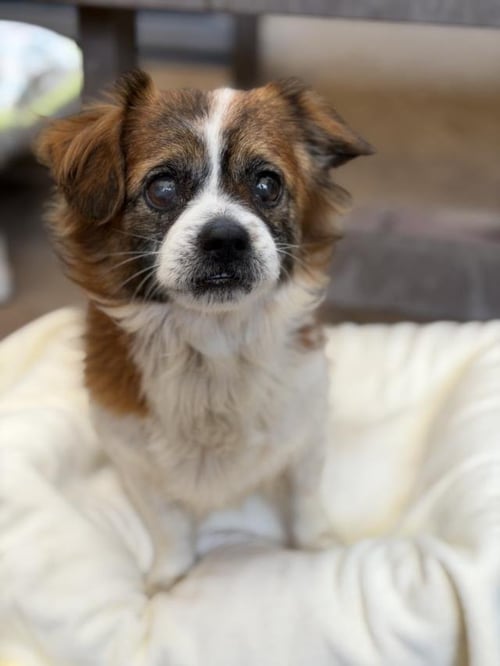 EFREN - Chihuahua available for adoption